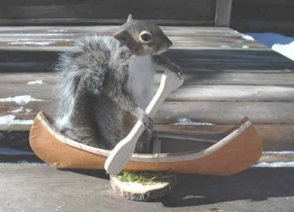 Squirrel Funny Canoeing Image