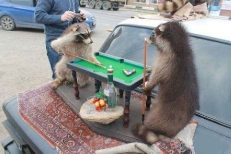 Squirrels Playing Funny Snooker Picture