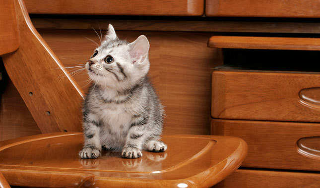 Tabby American Shorthair Kitten Sitting On Table Picture