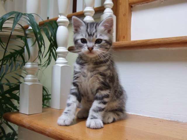 Tabby American Shorthair Kitten Sitting On Table