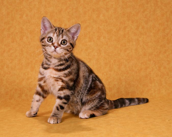 Tabby American Shorthair Kitten Sitting Picture