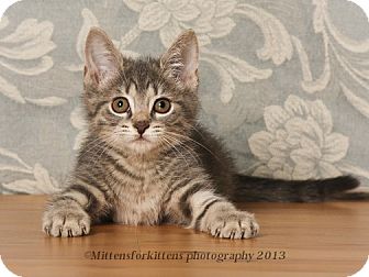 Tabby American Shorthair Kitten Sitting