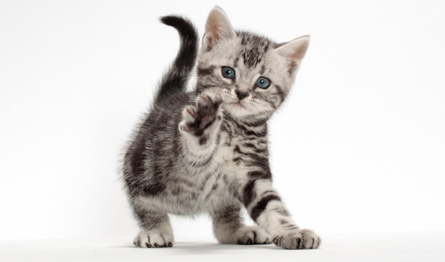Tabby American Shorthair Kitten With Paw Up