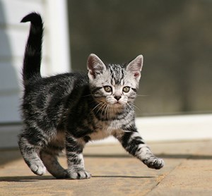Tabby American Shorthair Kitten