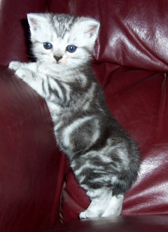 Tabby Cute American Shorthair Kitten Sitting On Sofa