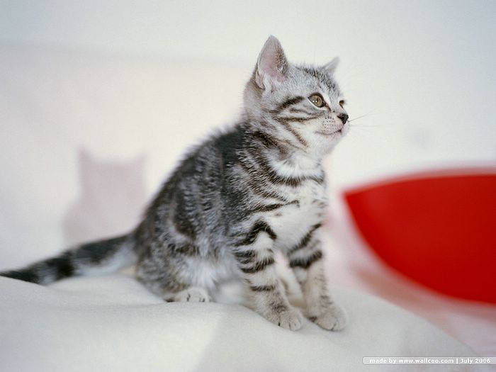 Tabby Cute American Shorthair Kitten