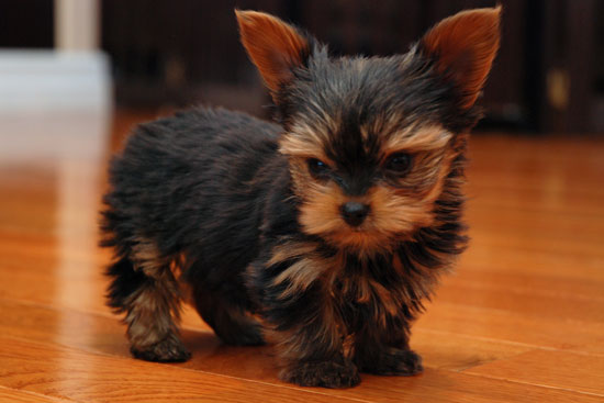 Tea Cup Yorkshire Terrier Puppy Photo