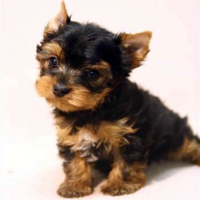 Tea Cup Yorkshire Terrier Puppy Sitting