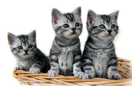 Three American Shorthair Kittens In Basket