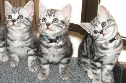 Three American Shorthair Kittens
