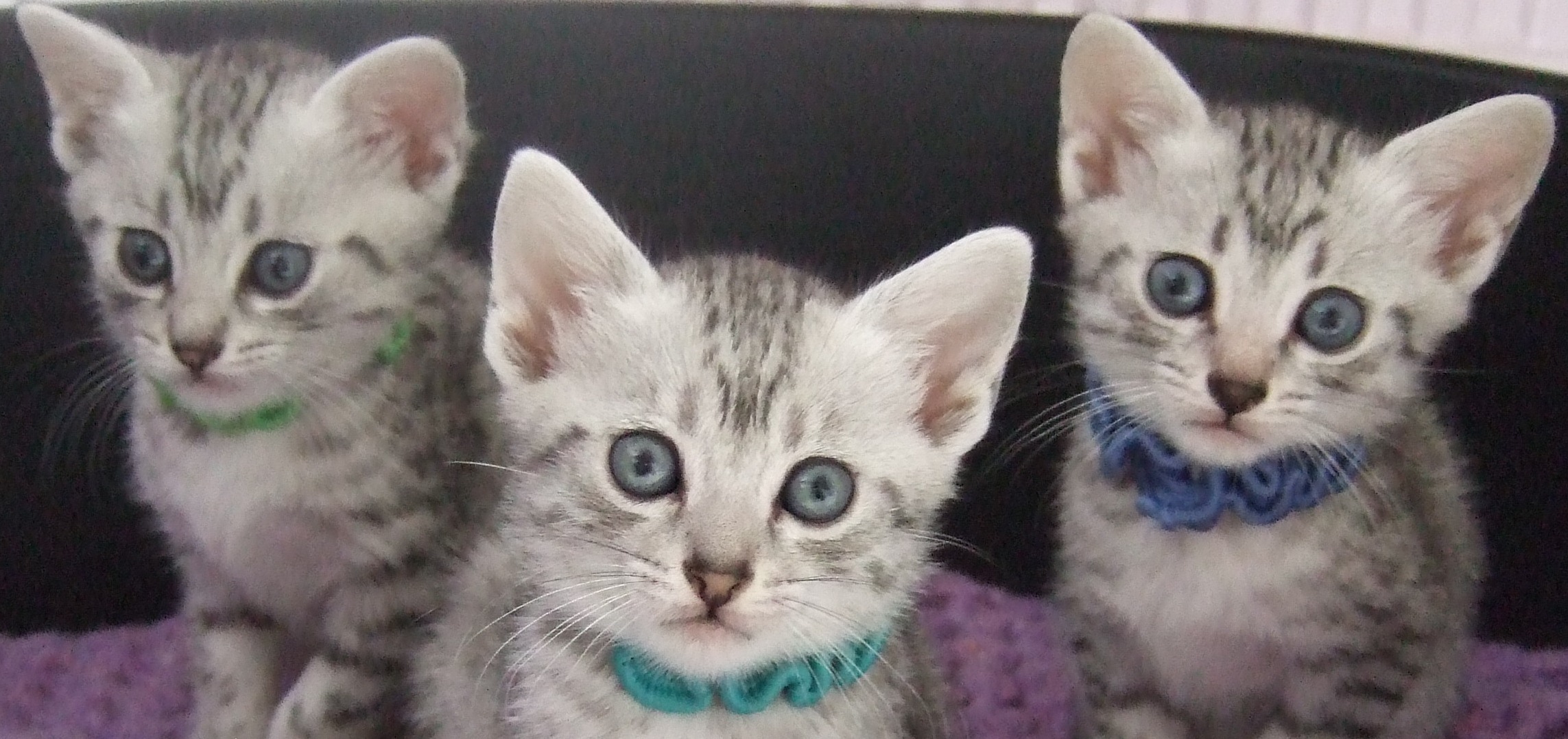 Three Beautiful Egyptian Mau Kittens