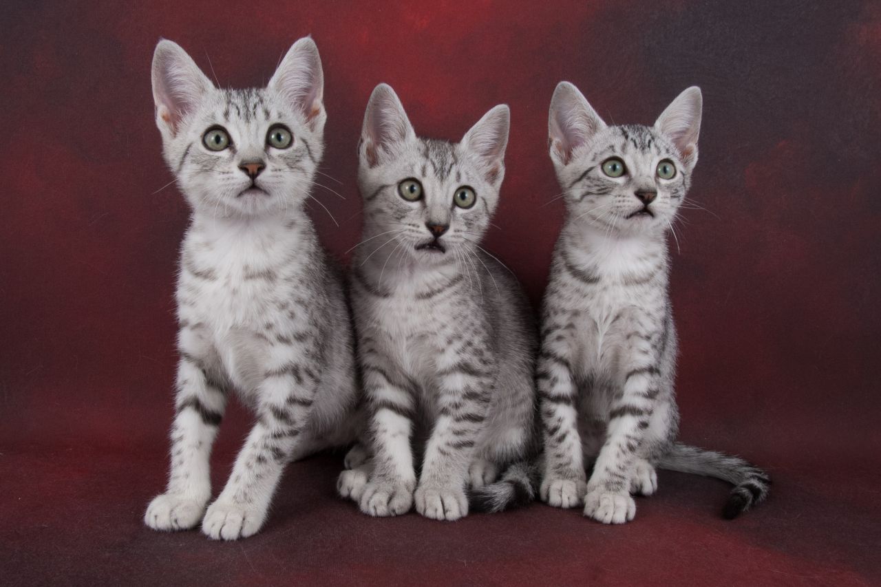 Three Cute Egyptian Mau Kittens
