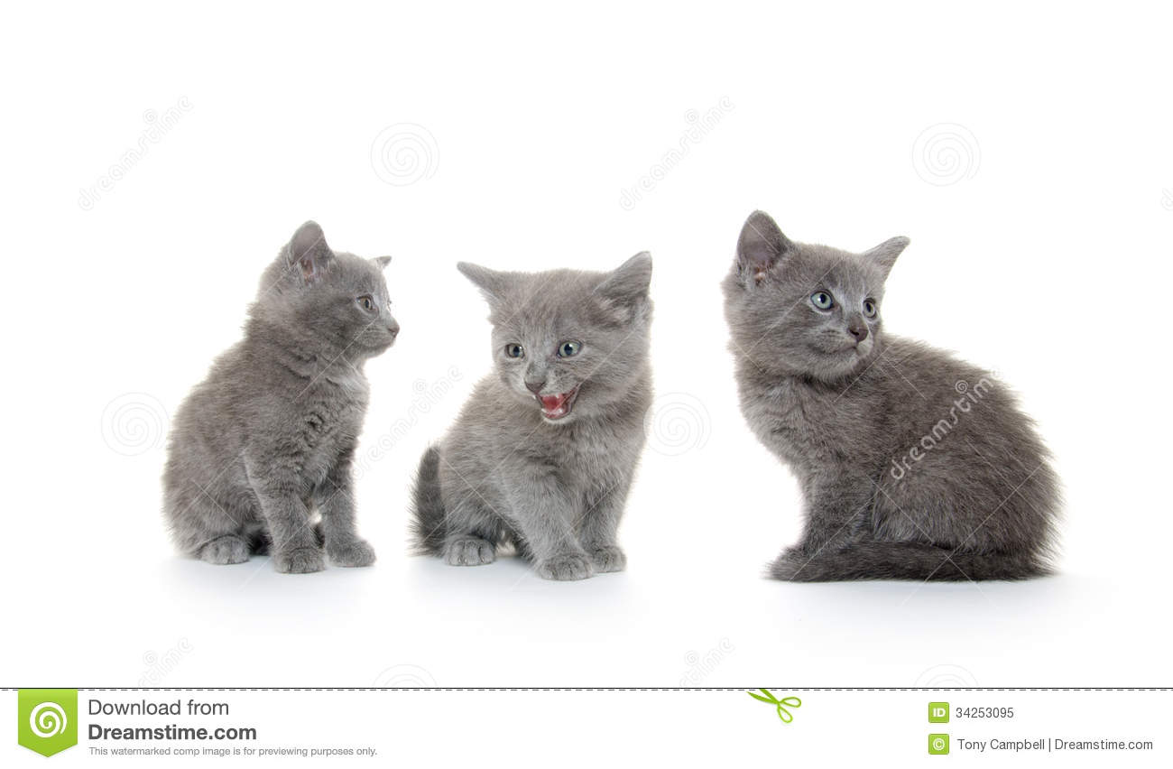 Three Cute Grey American Shorthair Kittens