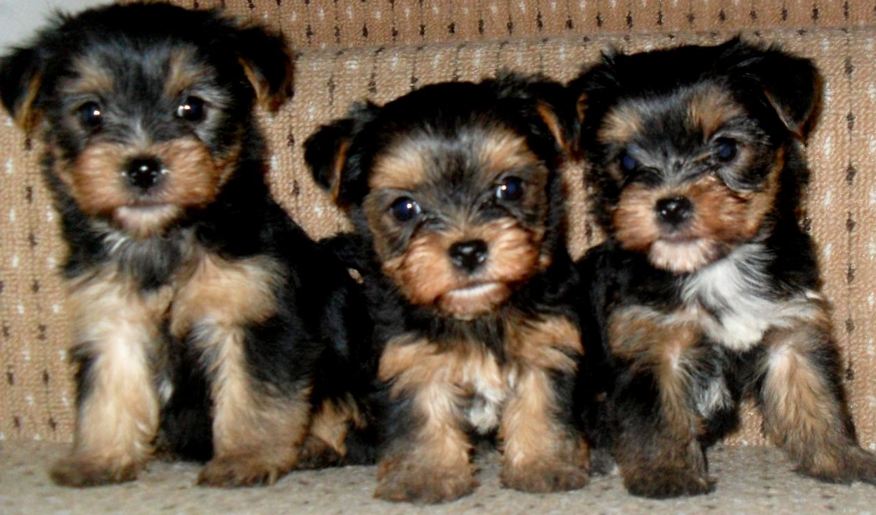 Three Cute Little Yorkshire Terrier Puppies