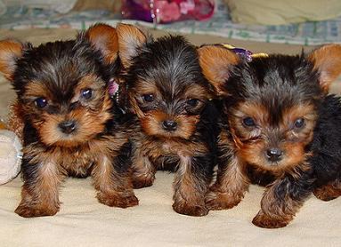 Three Cute Yorkshire Terrier Puppies