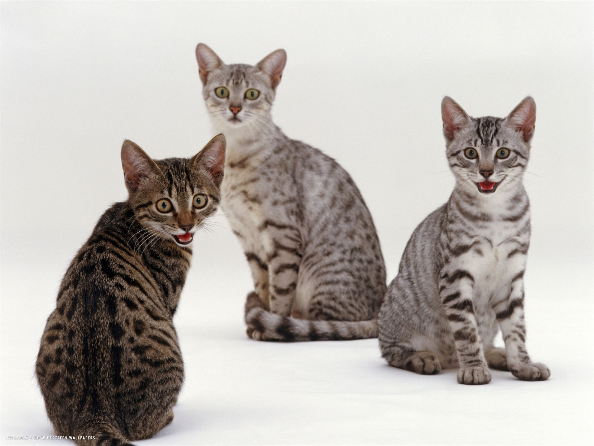70 Most Beautiful Egyptian Mau Pictures And Photos