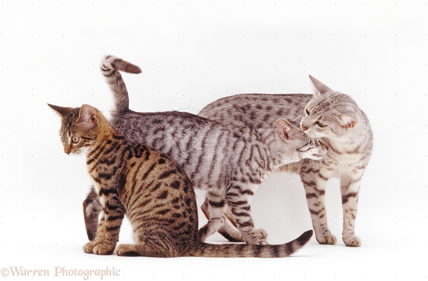 Three Egyptian Mau Cats