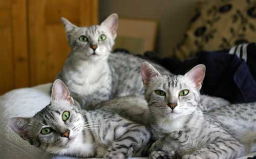Three Egyptian Mau Kittens