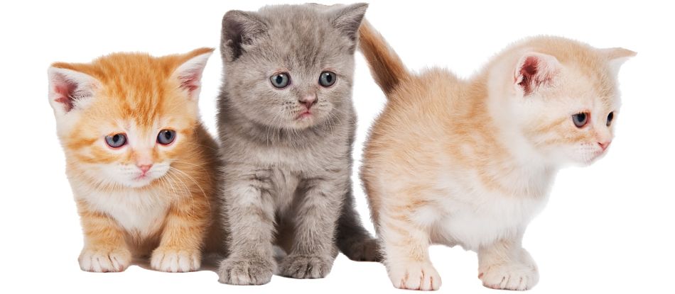 Three Very Cute American Shorthair Kittens