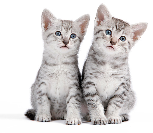 Two Adorable Egyptian Mau Kittens Sitting