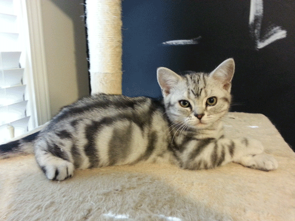 Two American Shorthair Kittens Playing