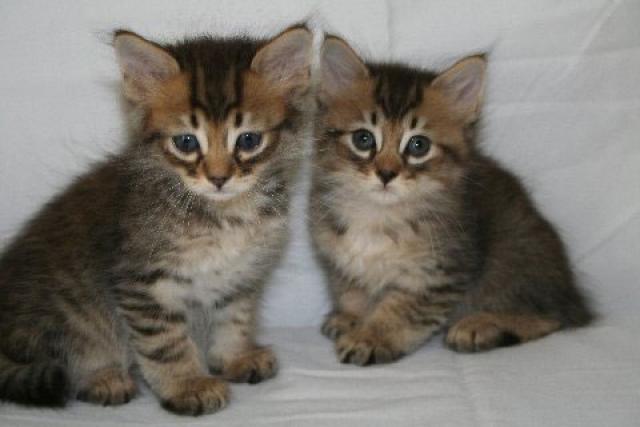 Two American Shorthair Kittens Sitting