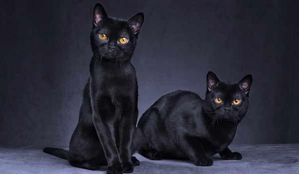 Two Black American Shorthair Cats