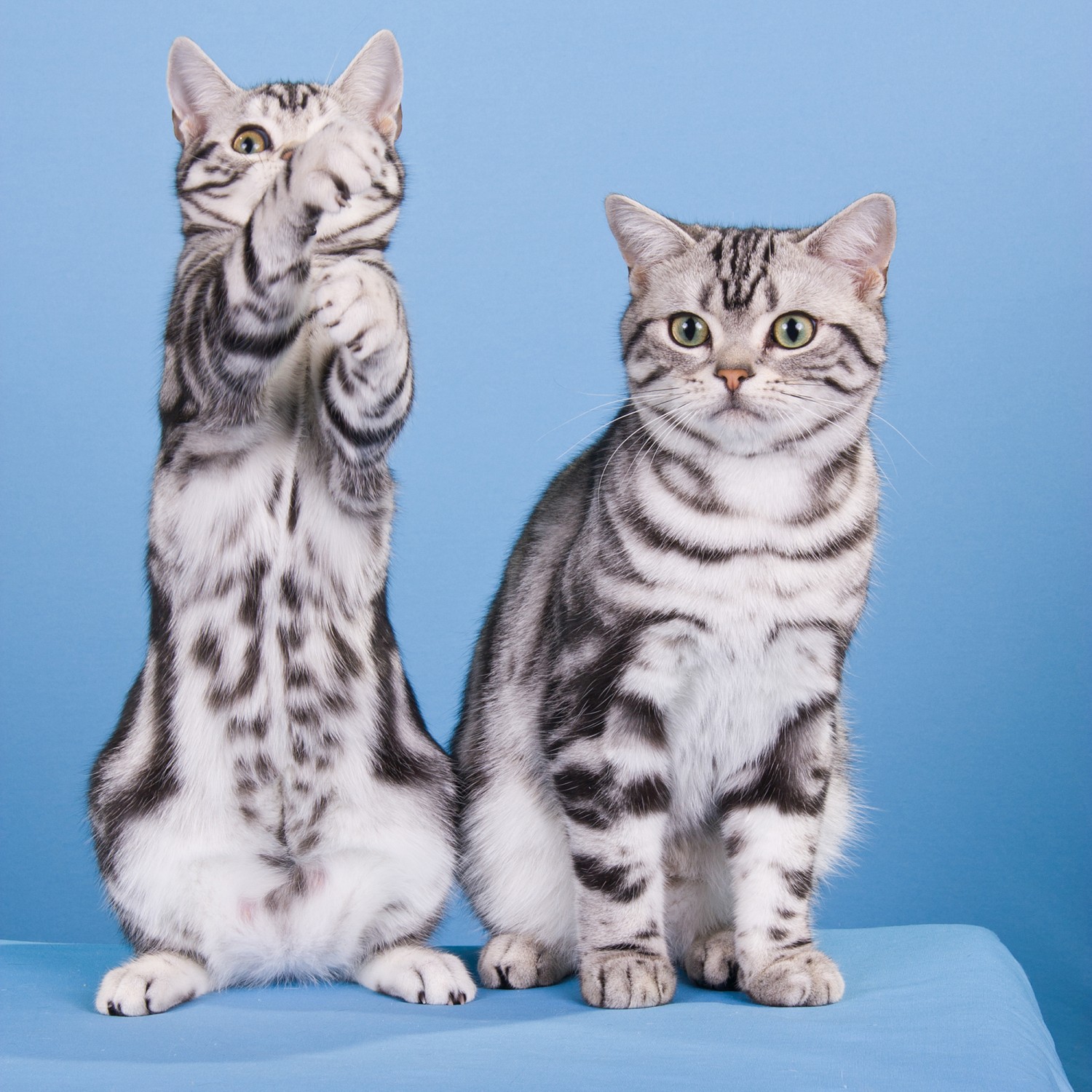 Two Cute American Shorthair Kittens