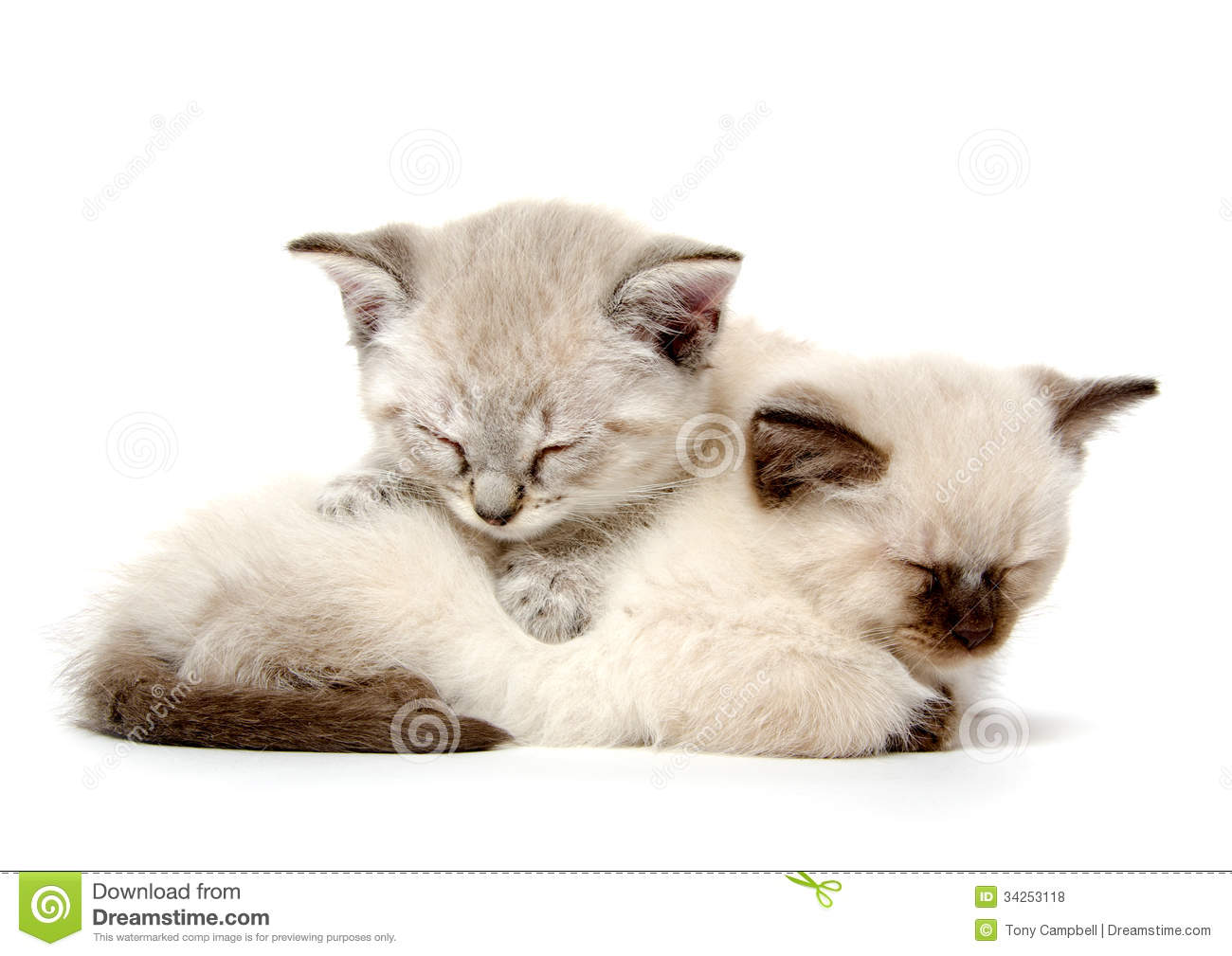 Two Cute American Shorthair Kittens