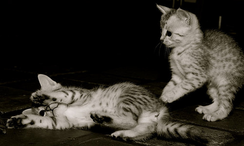 Two Cute Egyptian Mau Kittens Playing