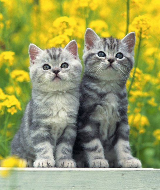 Two Cute Little American Shorthair Kittens