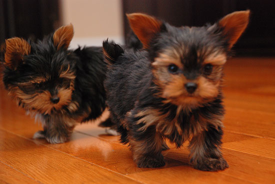 Two Cute Little Yorkshire Terrier Puppies