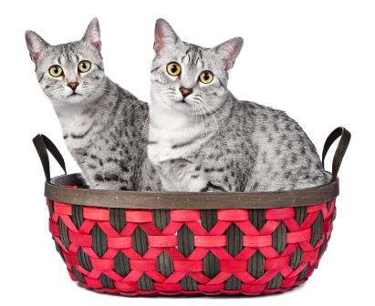 Two Cute Silver Egyptian Mau Kittens Sitting In Basket