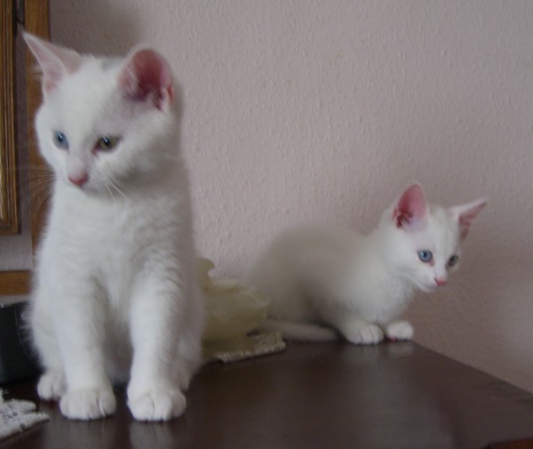 Two Cute White American Shorthair Kittens
