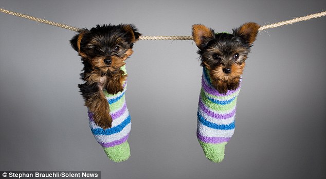 Two Cute Yorkshire Terrier Puppies Hanging In Socks