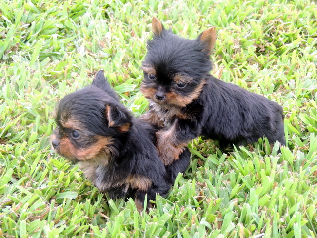 Two Cute Yorkshire Terrier Puppies Playing In Garden