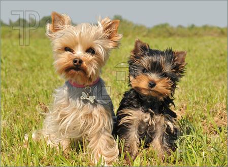 Two Cute Yorkshire Terrier Puppies Sitting