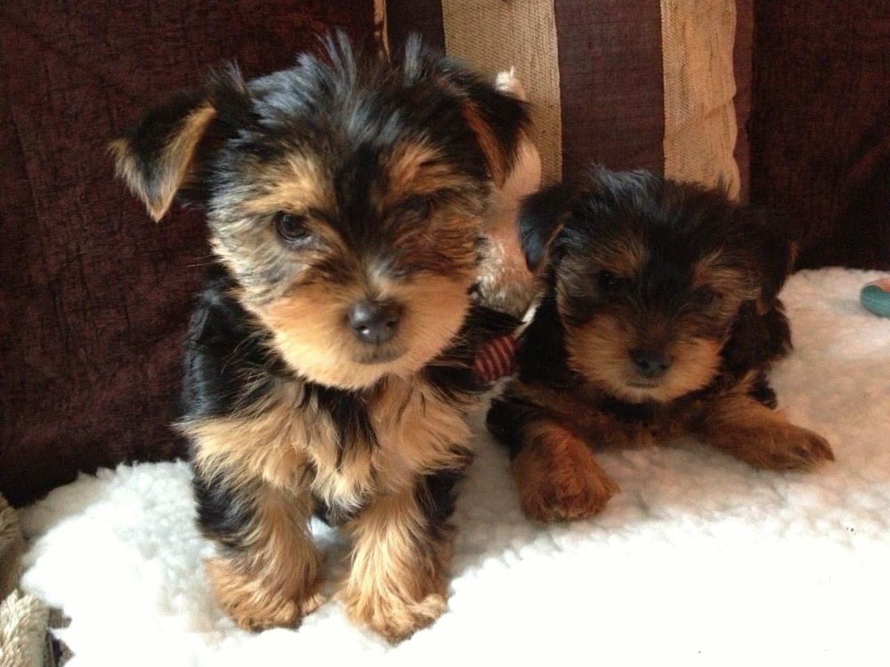 Two Cute Yorkshire Terrier Puppies