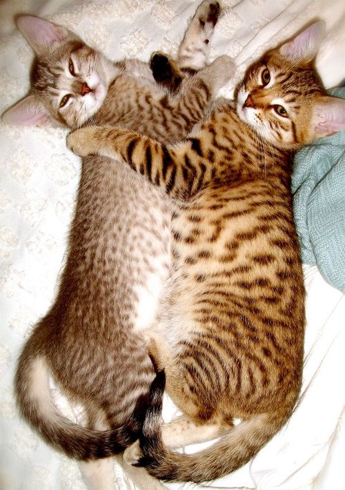 Two Egyptian Mau Cats Laying On Bed