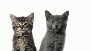 Two Grey American Shorthair Kittens