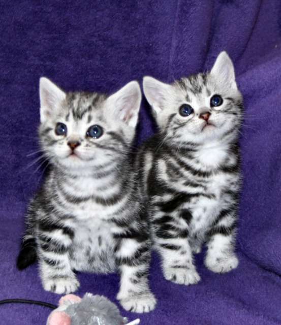 Two Lovely American Shorthair Kittens Looking Up