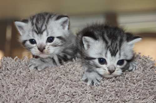 Two Miniature American Shorthair Kittens