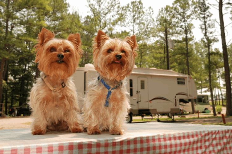 Two Yorkshire Terrier Dogs Sitting On Table
