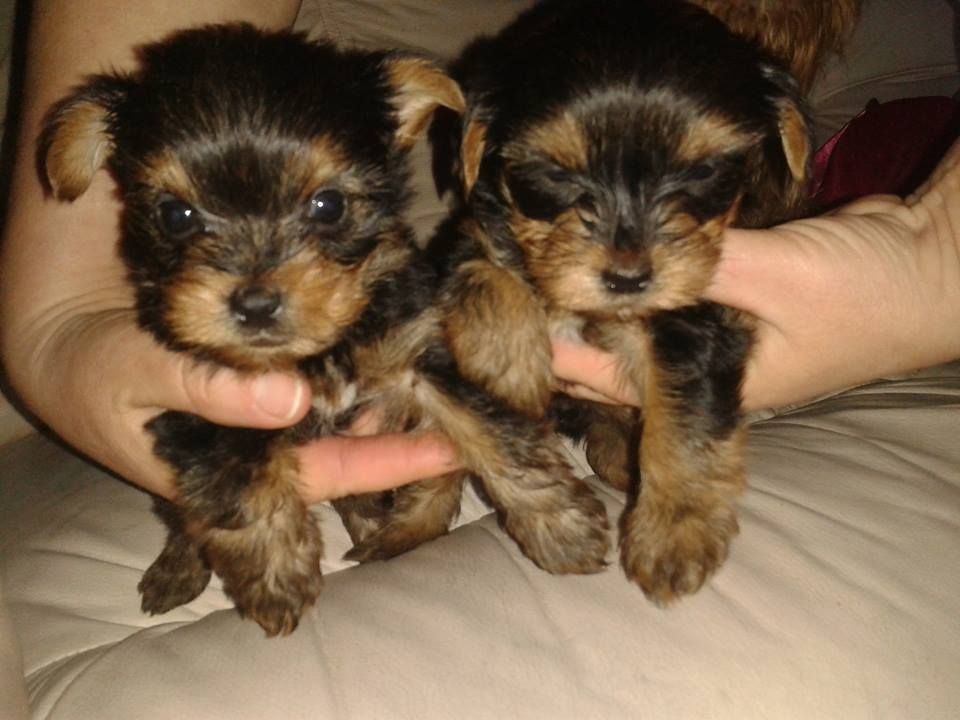 Two Yorkshire Terrier Puppies In Hand