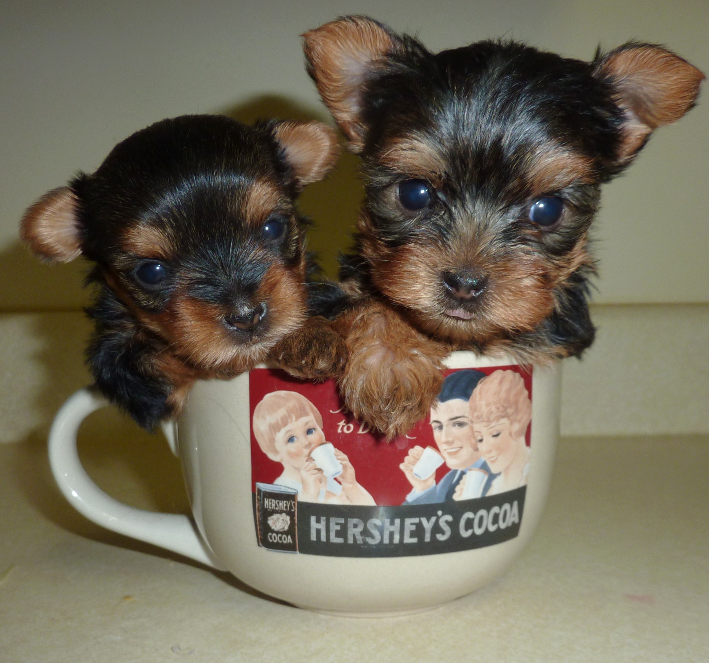 Two Yorkshire Terrier Puppies In Tea Cup