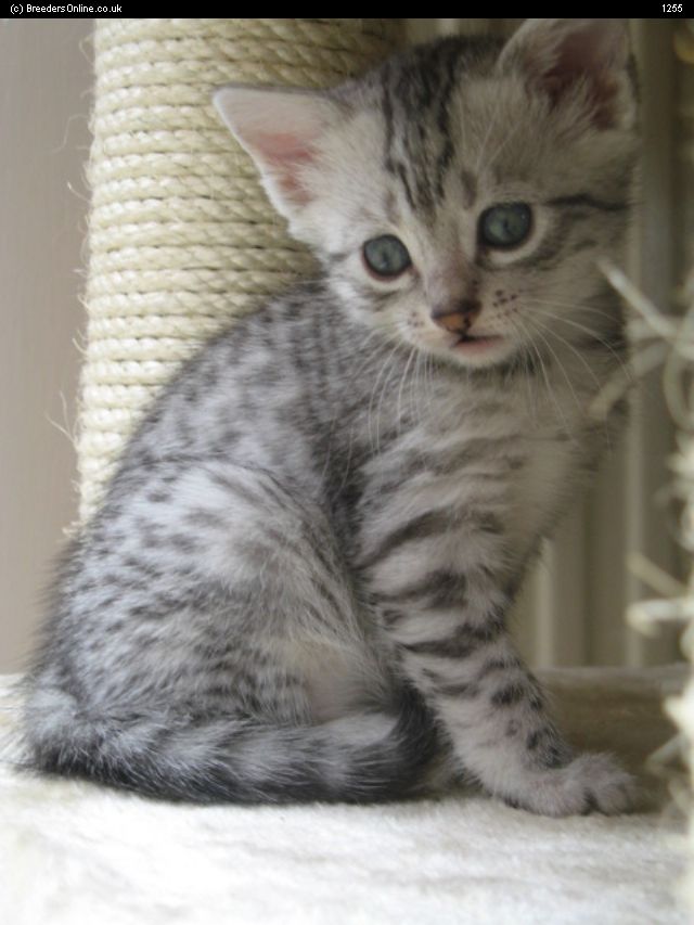 Very Cute Egyptian Mau Kitten Sitting