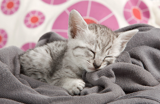Very Cute Sleeping Egyptian Mau Kitten