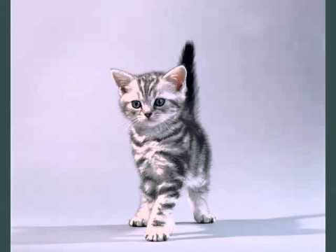 Very Cute Tabby American Shorthair Kitten