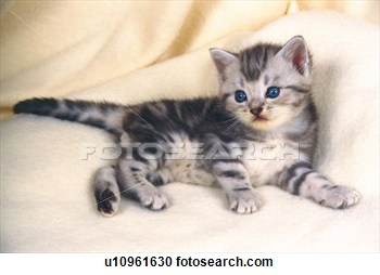 Very Lovely American Shorthair Kitten Laying On Bed