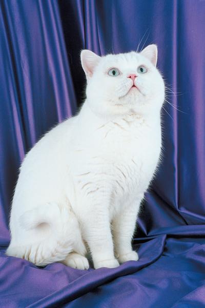 White American Shorthair Cat Looking Up
